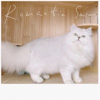 a white cat standing in front of a wooden shelf